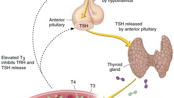 Regulation of Thyroid hormones secretion