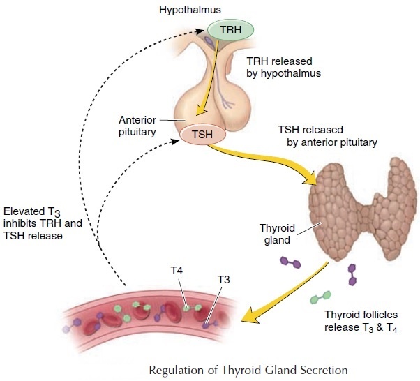 Пролактин щитовидная. Thyroid Gland Hormones. Trh гормон. Тиреоидные гормоны иллюстрация. Regulation of Thyroid Hormone secretion.