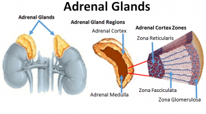 Suprarenal (adrenal) cortex 