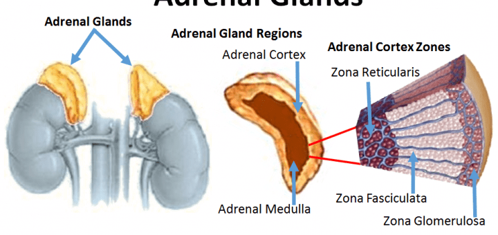 Suprarenal (adrenal) cortex