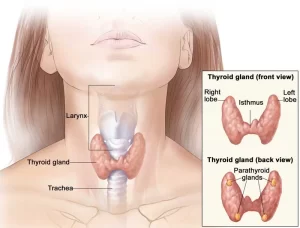 Thyroid gland function, hormones, function, anatomy and Congenital anomalies Thyroid gland
