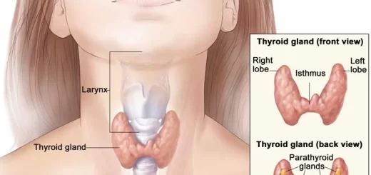 Thyroid gland