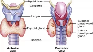 Thyroid gland
