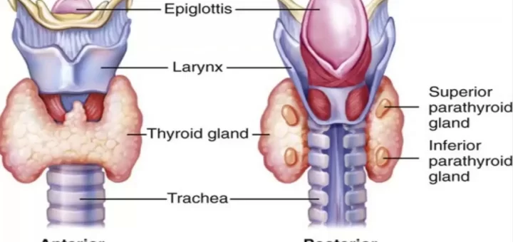 Thyroid gland