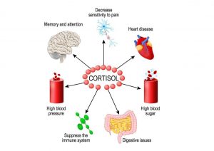 Cortisol function 