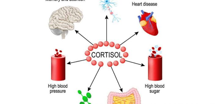 Cortisol function