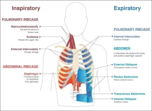Physiological effects of exercise on your body