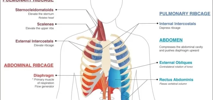physiological effects of exercise on your body