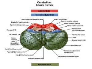 Cerebellum