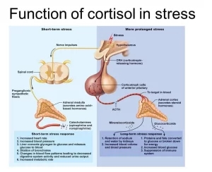 Cortisol effects, Cause of melanin deposition, Adrenal androgens and Adrenogenital Syndrome Cortisol effects
