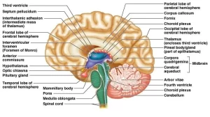 Diencephalon function, Thalamus, Metathalamus, Hypothalamus, Epithalamus and Subthalamus Diencephalon