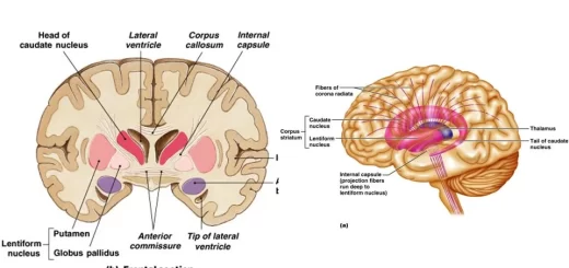 Physiology of the basal ganglia