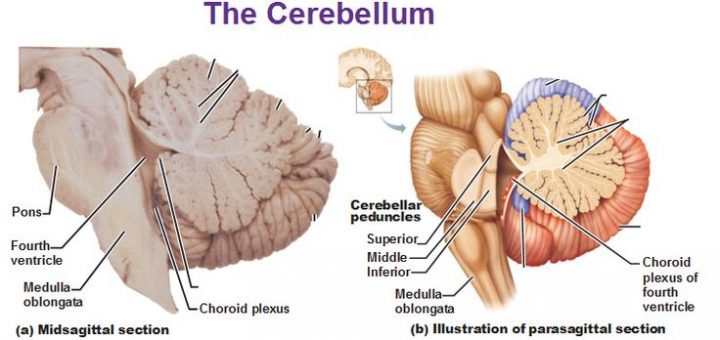 cerebellum structure