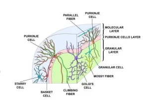 Cerebellar cortex structure, function, location, layers and fibers Structure of Cerebellar cortex