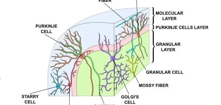 Structure of Cerebellar cortex