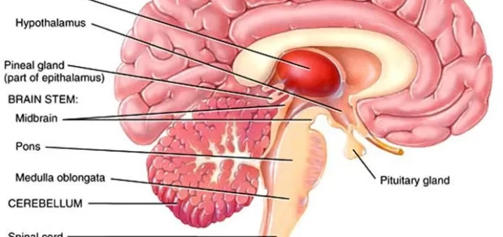 Thalamus and hypothalamus