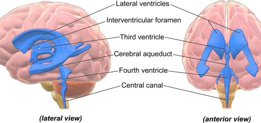 Ventricular system of the brain