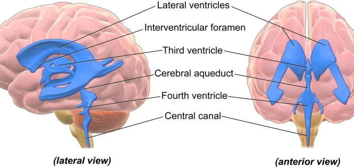 Ventricular system of the brain