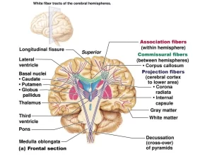 White matter of the brain function, structure and Blood supply of the internal capsule White matter of the brain