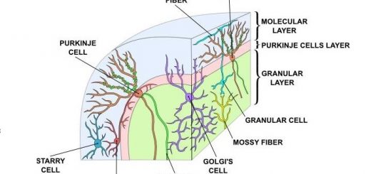 Structure of Cerebellar cortex