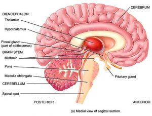 Thalamus and hypothalamus