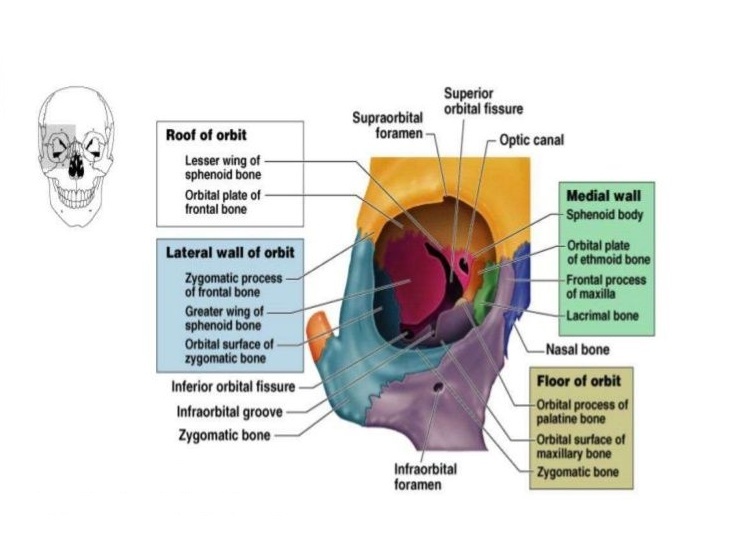 Visual System Bony Orbit Anatomy Contents And Nerves Muscles