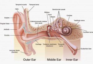 Human ear 