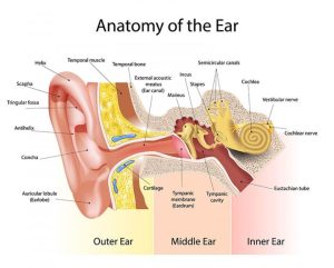 Ear structure 