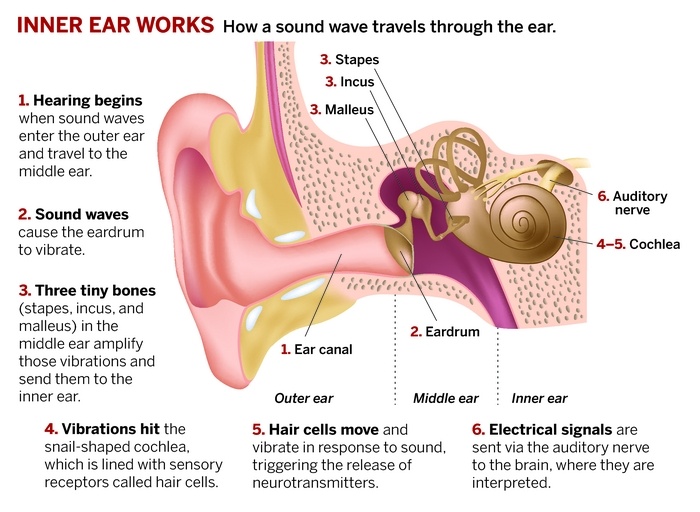 Hearing Transmission Of Sound Waves In Cochlea Functions Of Cochlea