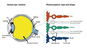 Photochemistry of vision