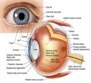 Structures of the eye