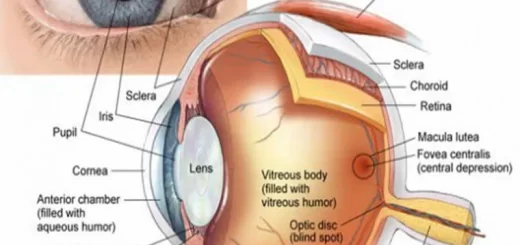 Structures of the eye