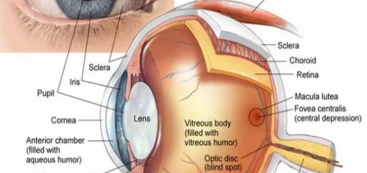 Structures of the eye