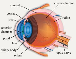 Structures of the eye 