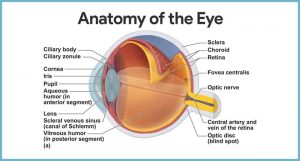 Internal Eye Anatomy