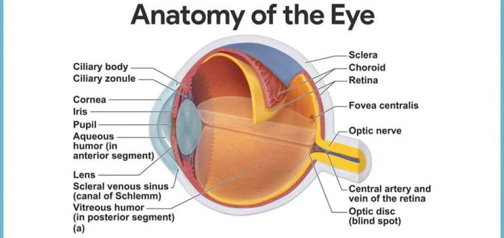 Internal Eye Anatomy