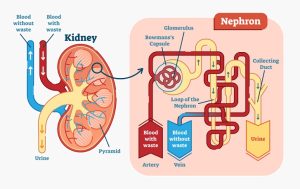 Concentrating mechanism of the kidney