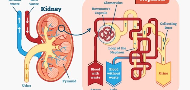 Concentrating mechanism of the kidney