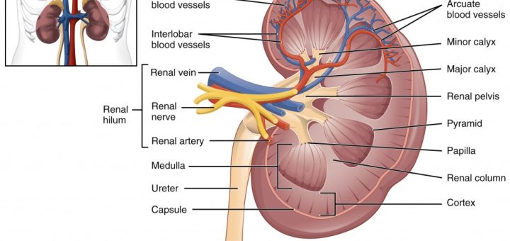 Structure of the kidney