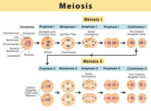 Phases of Meiotic cell division 