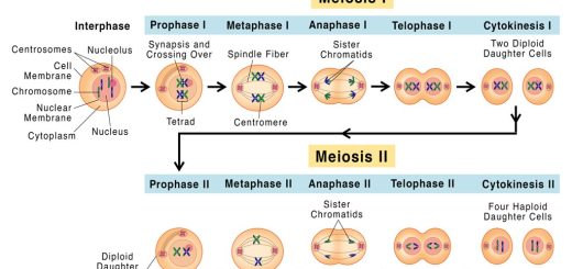 Phases of Meiotic cell division