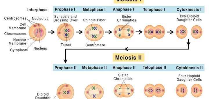 Phases of Meiotic cell division