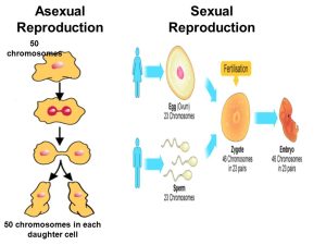 Sexual & Asexual reproduction 