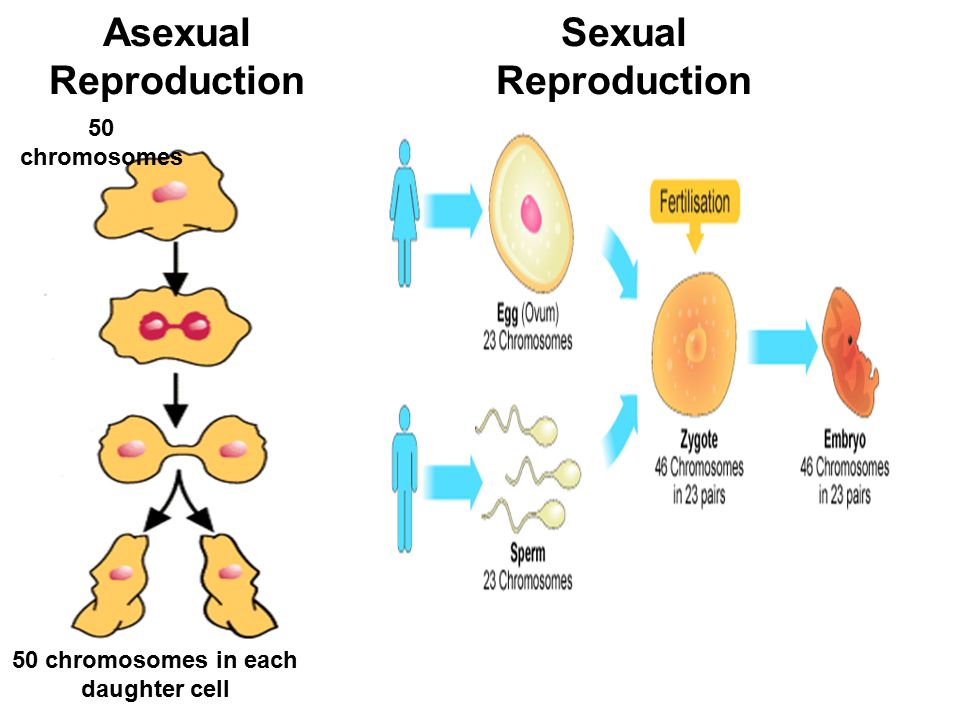 Importance Of Reproduction Gametes Formation Fertilization Sexual