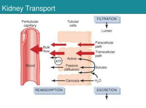 Kidney transport