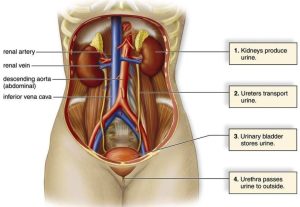 Urinary system structure