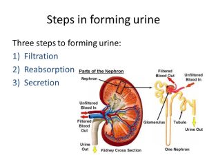 Urine formation