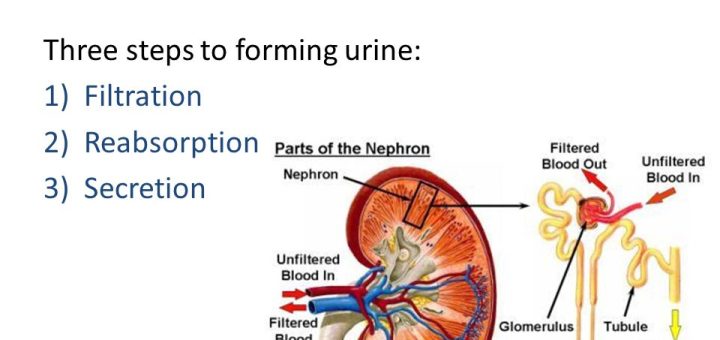 Urine formation