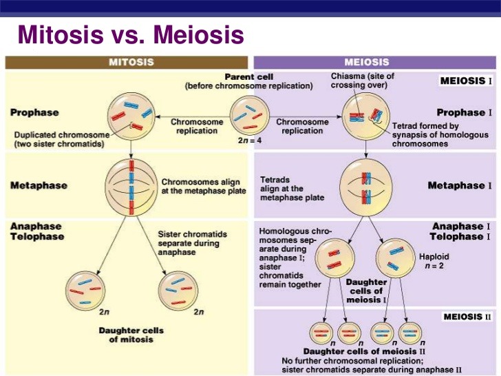 Cell Division Mitosis Vs Meiosis Science Online