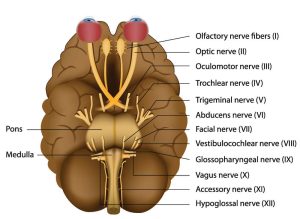 Cranial nerves 